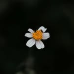 desmonicc profile picture
