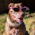 destinythepibble profile picture