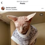 dexter.poulet profile picture
