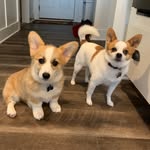 dexter_and_ned profile picture
