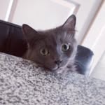 dexterandshadybrecker profile picture