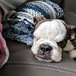 dexter_the_grumpster profile picture