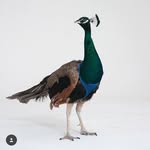 dexterthepeacock profile picture
