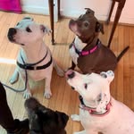dharmas_dogs profile picture