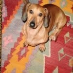 dhwendygoodman profile picture