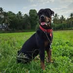 diana_crisper profile picture