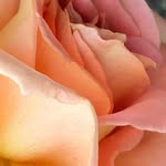 dianeschraderphotography profile picture