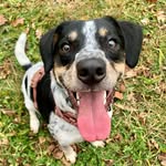 diariesofoliver profile picture