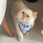 diariodospersas profile picture