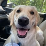 diaryofagoldendog profile picture