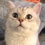 diaryofollie profile picture