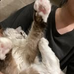 didimeowbibi profile picture
