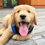 diegotheexplorador profile picture