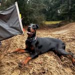 dieselthedobbie79 profile picture