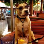 dieselthepittie profile picture