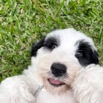 digbythesheepie profile picture