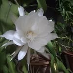 digvijayghorpade33898 profile picture