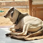 dilipjangid454 profile picture