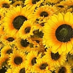 dil_se_duniya_tak_ profile picture