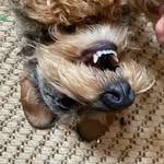 dilysthegreat profile picture