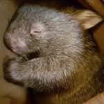 dimmocksretreatwildlife profile picture