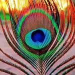 dinasjmarwadi profile picture