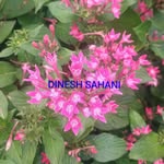 dineshsahani9870 profile picture