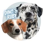 dino.and.ruby profile picture
