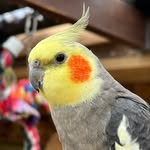 dino.thecockatiel profile picture