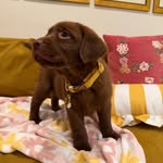 discoveringwithdaisydog profile picture