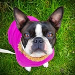 disko_the_bostonterrier profile picture