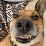 dittawiggles profile picture