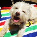 dixielambpup profile picture