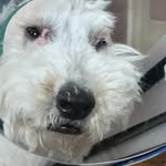 dixonleu profile picture