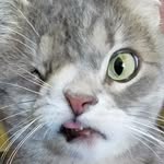 dizzycat_ profile picture