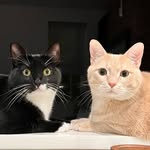 do_and_archie profile picture