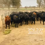 doaddy51 profile picture