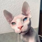 dobbyneedsasock profile picture