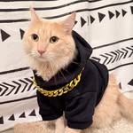 dobby_the_goyangi profile picture