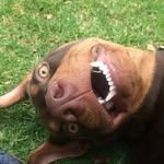 doberman.hub profile picture