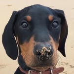 doberman__storm profile picture