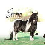 doblediamanteminihorses profile picture