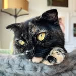 dobythehousecat profile picture