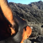 dog.ofthesea profile picture