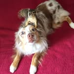 dog_and_squirrel profile picture