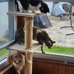 dogcataffairs profile picture