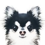 dog_dada profile picture