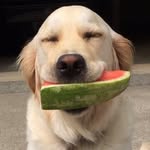 dog_feelingsig profile picture