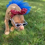 dog_formerly_known_as_quinn profile picture