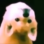 doggomemes__ profile picture
